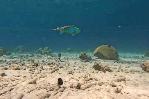 In this ‘shadowing’ behaviour, the long, thin trumpetfish uses a non-threatening species of fish, such as parrotfish, as camouflage to get closer to its dinner.